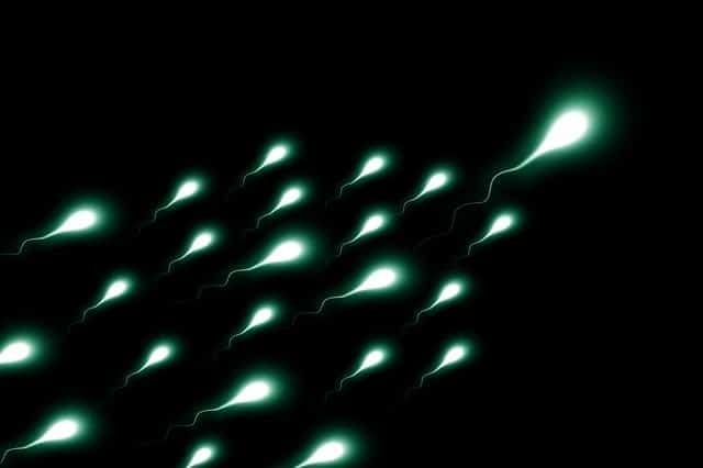 How to increase sperm count and volume How to increase sperm count and volume